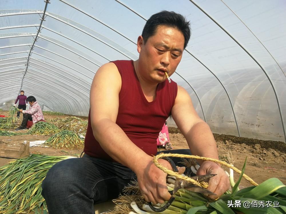 最新蔬菜價格查詢，了解菜價，掌握生活成本
